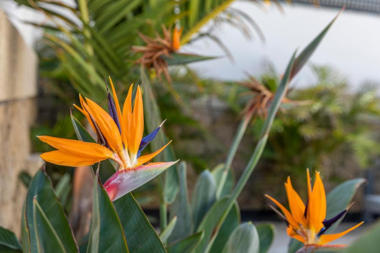 אל מדאנו Medano4You The Strelitzia Terrace מראה חיצוני תמונה